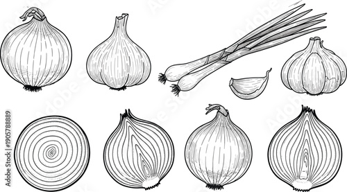 Onion vegetable hand drawn set garlic scallion food ingredient botanical sketch vector illustration collection design