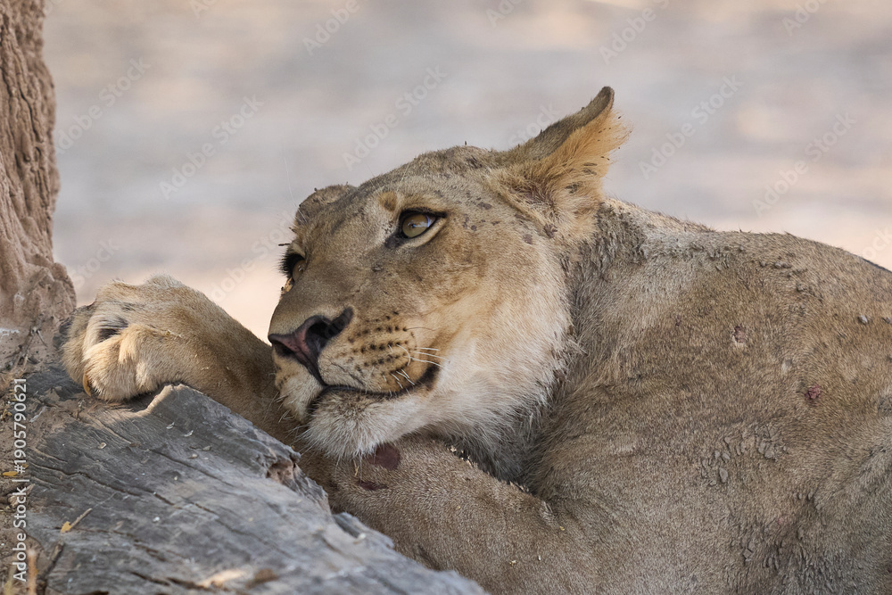 Fototapeta premium Group of female African Lion (Panthera leo) resting in South Luangwa National Park, Zambia.