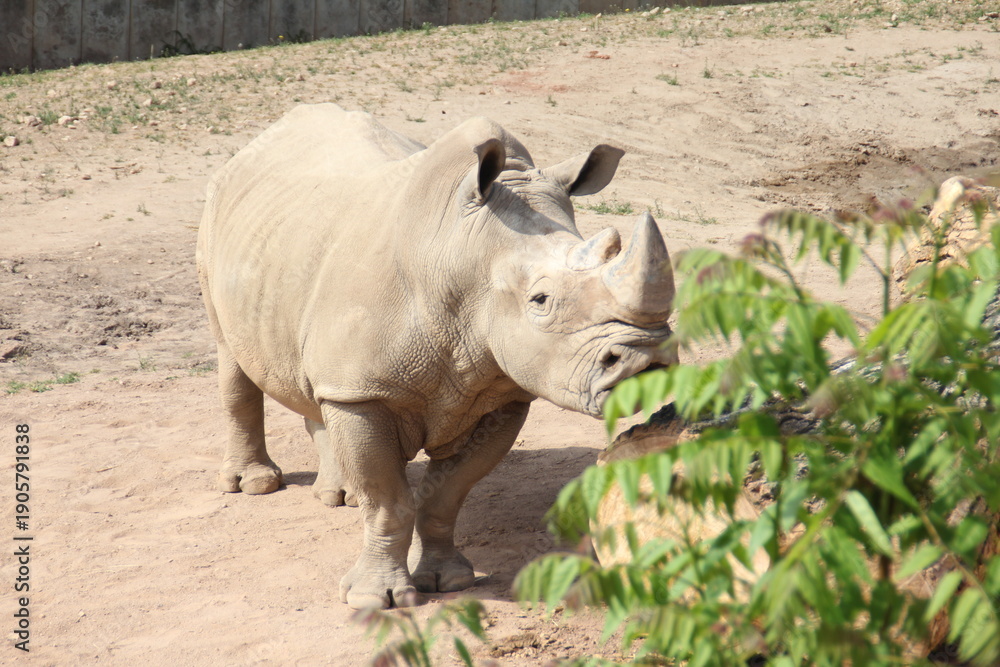 Fototapeta premium Nice rhino in the grass