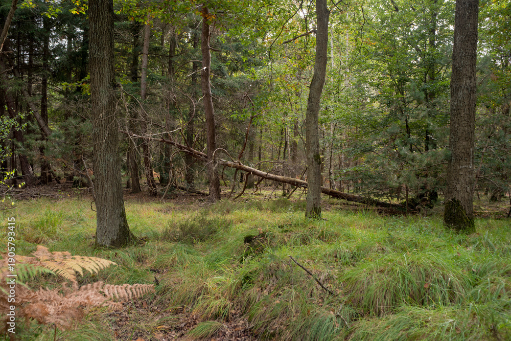 Obraz premium Forêt de Sénart