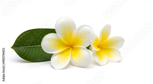 Two White and Yellow Frangipani Flowers with Green Leaf on White Background