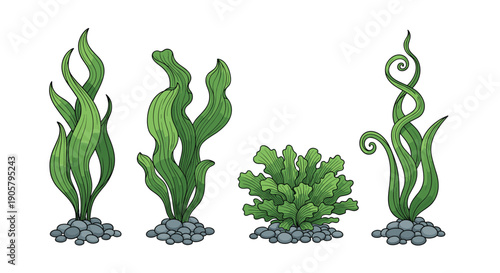 Detailed hand-drawn collection of green seaweed species and underwater plants captures the vibrant beauty of marine aquatic ecosystems.