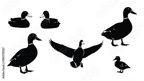 A group of ducks in various poses and sizes silhouetted against a white background Vector