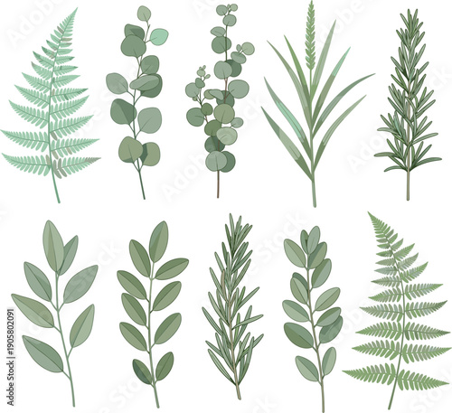 Vector illustrations of various green leaves ferns and herbal branches for botanical and nature-inspired designs।