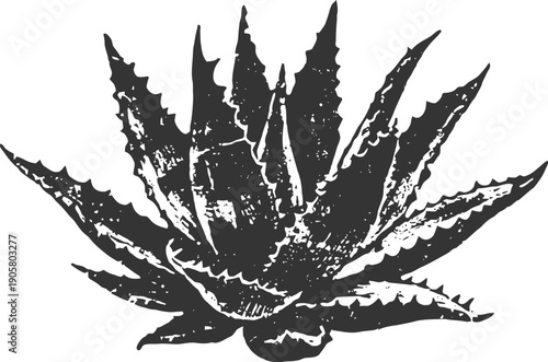 Aloe vera plant illustration with thick spiky leaves isolated on white background