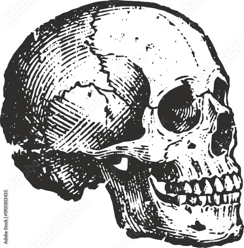 detailed human skull illustration side view anatomy of the cranium with teeth and jawbone vintage engraving