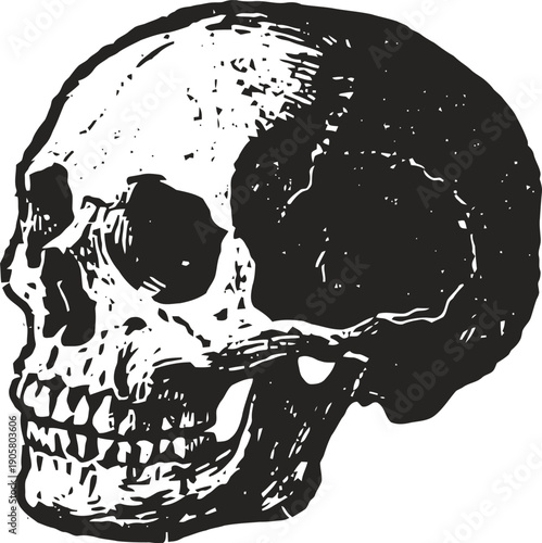 Detailed black and white illustration of a human skull side view with textured shading and anatomical features
