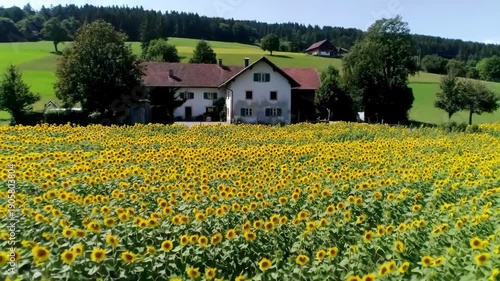 Sunflowers bloom in a field with a house in the background on a sunny day