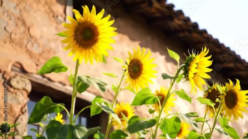 Sunflowers in bloom against building exterior under bright sunlight
