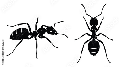 Two different species of ants standing on a white background Vector