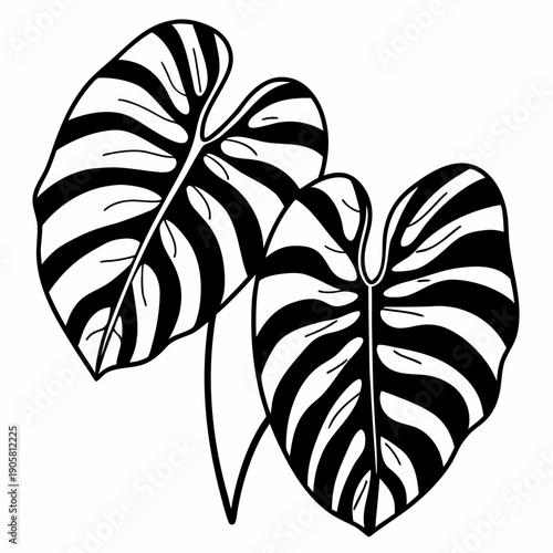 Monstera deliciosa illustration featuring bold black and white leaf patterns on clean white background.
