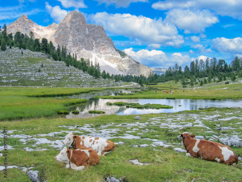 Canvastavla cows grazing at the meadow at calley pusteria at dolomite view to fanes and Lava