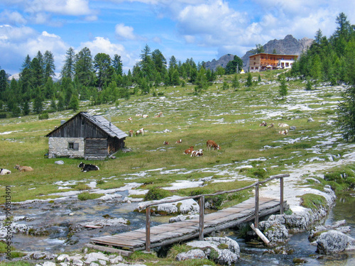 Konstfotografi cows grazing at the meadow at calley pusteria at dolomite view to fanes andnLava