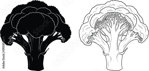 A comparison of two different types of broccolis