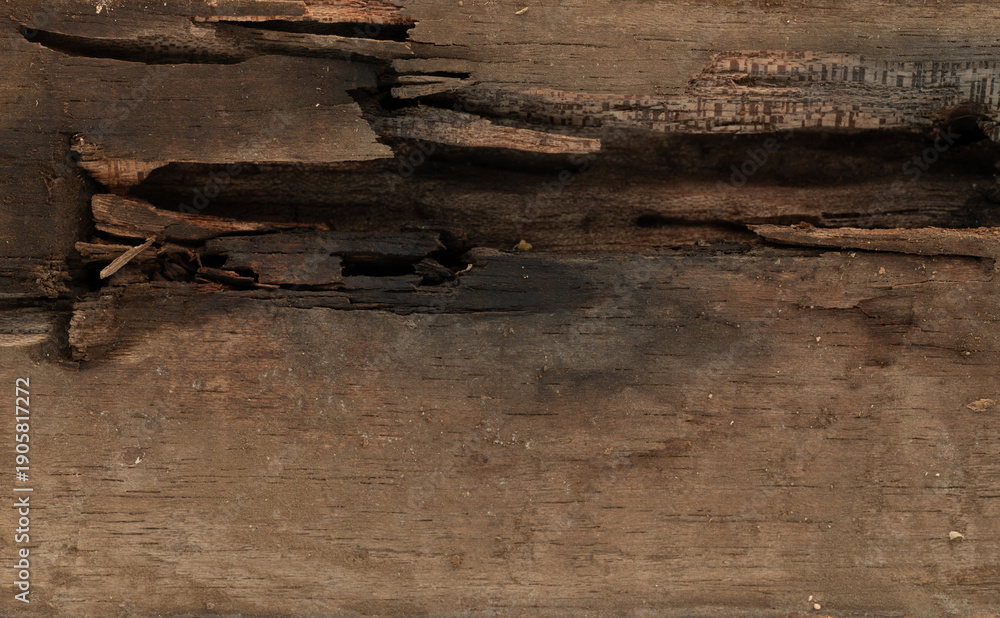 Fototapeta premium Black termite hole in wood