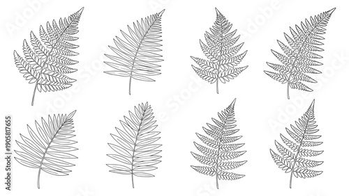 Collection of eight detailed hand drawn sketches of various fern leaf types showing intricate patterns and structures in black ink.