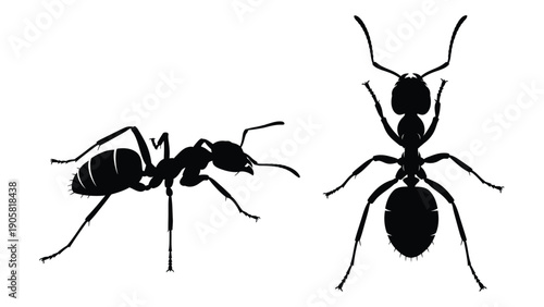 Two black ants standing on a white surface with detailed body parts visible. Vector