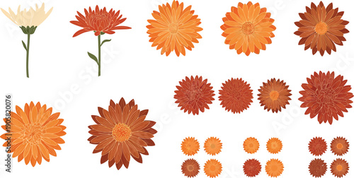 Variety of orange and red salsify flower heads and seeds on white background