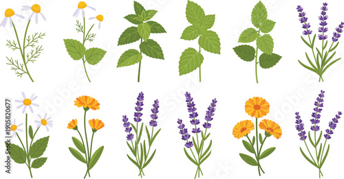 Colorful illustration of various wildflowers and green leaves on white background