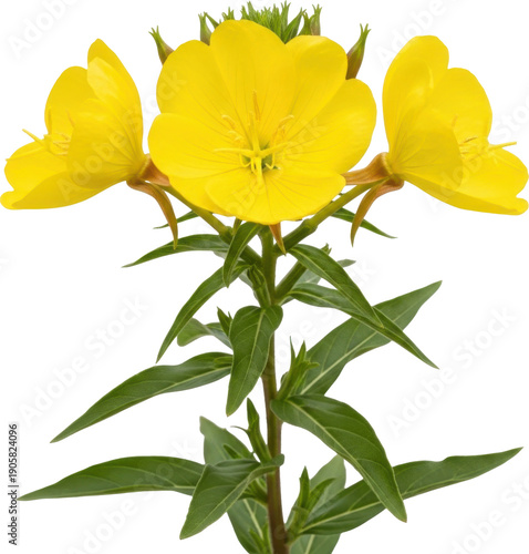 Three vibrant yellow evening primrose flowers with green stems on transparent background