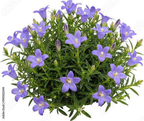 A vibrant cluster of purple bellflowers with lush green foliage on transparent background