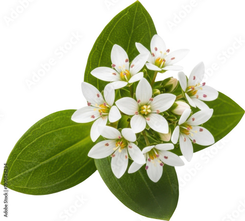 Delicate white star shaped flowers with green leaves on transparent background
