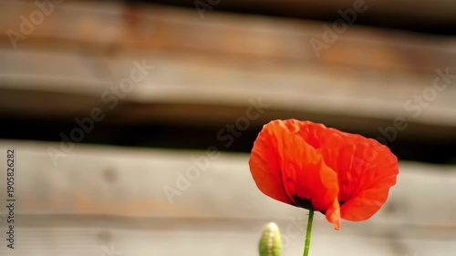 Vibrant red poppy blossom in sunlight against wooden background