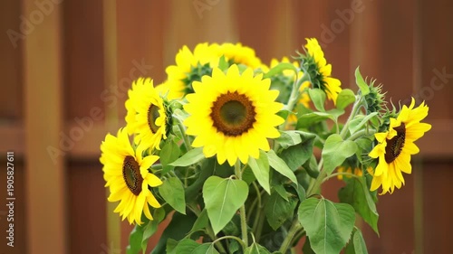 Vibrant sunflowers blooming against a brown backdrop for seasonal themes