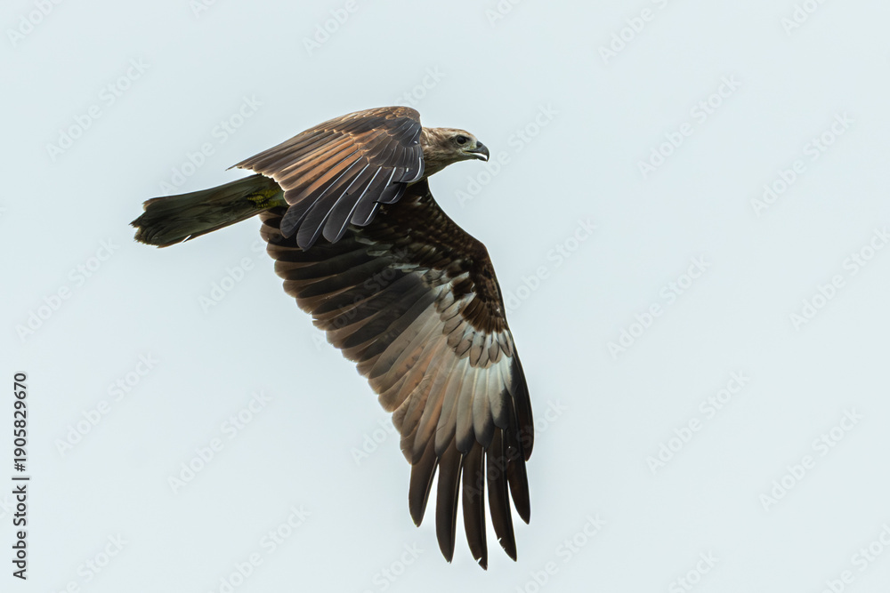Obraz premium Hawk flying over the river for hunting fishes isolated on white sky background.Brahminy kite hawk flies and catches fish in the lake.Wildlife photography concept.