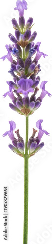 A single stem of purple lavender flowers digitally isolated on transparent background