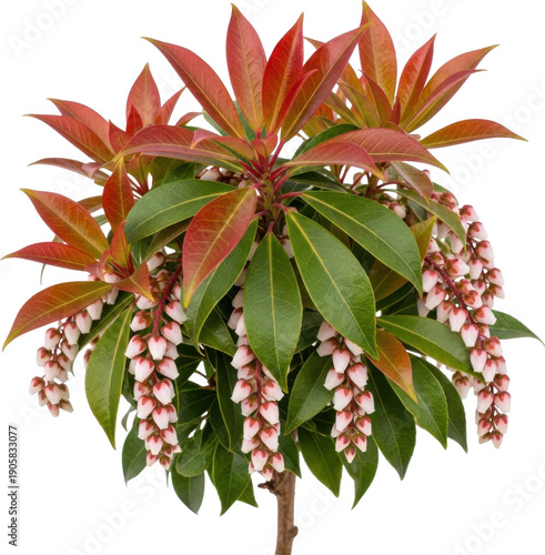 Flowering shrub with red and pink blossoms on transparent background