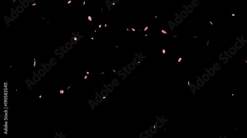 Falling cherry blossom petals on black background for chroma key overlay.