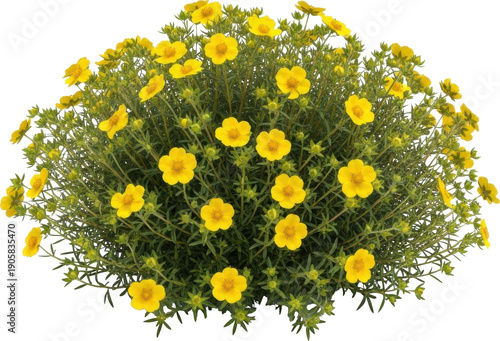 A vibrant cluster of yellow flowers and foliage on transparent background