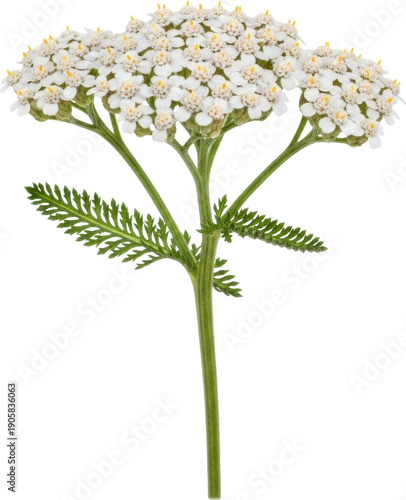 Yarrow flower stem with green leaves on transparent background