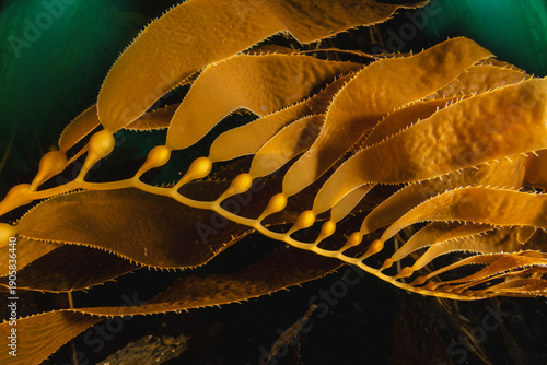  Kelp fronds swaying in ocean