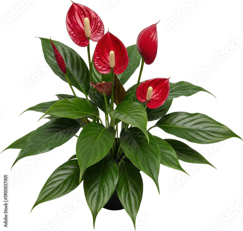 Vibrant red anthurium flowers and lush green leaves on transparent background