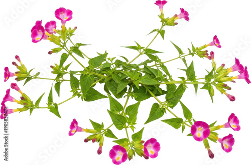 Pink flowering vine with green leaves isolated on transparent background