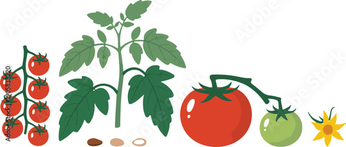 Fresh Fruits and Vegetables Illustration on White Background