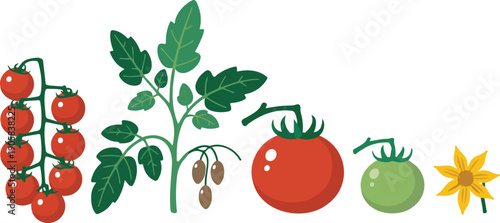 Fresh Fruits and Vegetables Illustration on White Background