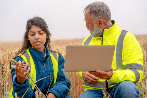 Happy farmers examine wheat growth using technology in a wheat field