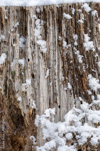 Close up texture of an old weathered tree trunk with insect holes covered in fresh white snow in winter. Deep natural wood grain and bark patterns in a mountain forest during the cold snowy season.
