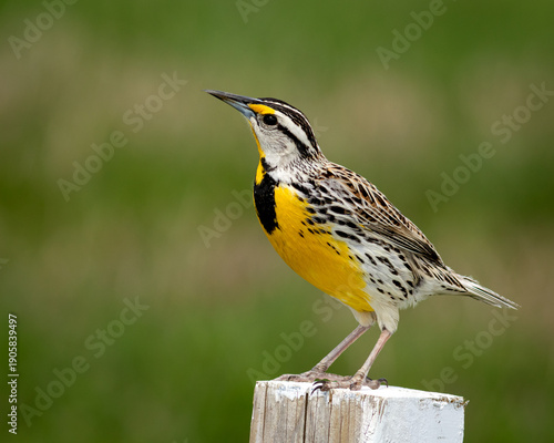 Eastern meadowlark perching on a wooden post