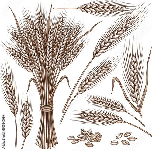 Hand drawn wheat ears and grains set vintage botanical engraving style vector illustration
