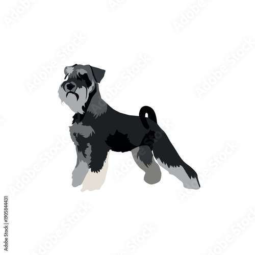 Schnauzer dog isolated on a white background.eps