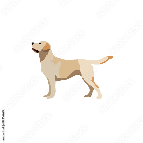 labrador dog breed isolated vector on a white background.eps
