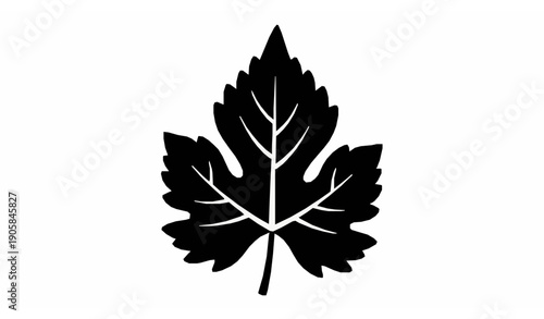 Botanical grape vine leaf icon black silhouette vector