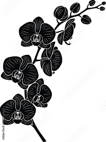 Black silhouette of orchid flowers branch with buds and detailed petals isolated on white background for floral decoration and wedding design