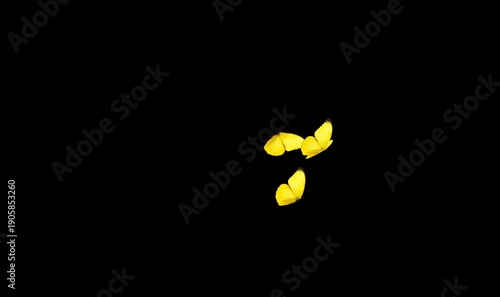 spring butterfly animation with chroma key transparent background
