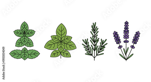Herbal Plant Line color filled modern design