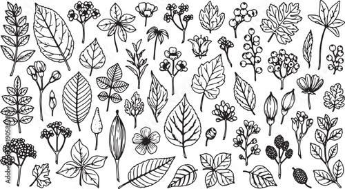 Collection of various leaves and flowers